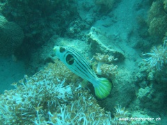 Arothron manilensis (Manilakugelfisch)